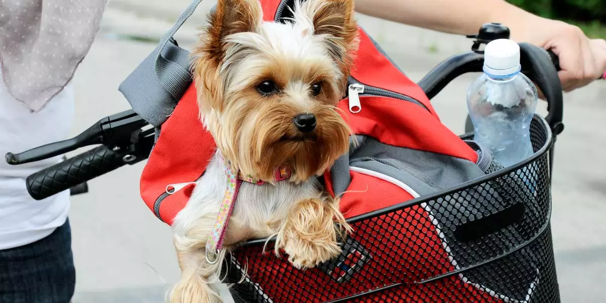 Importancia de los seguros para mascotas Agencia de Seguros Vardí